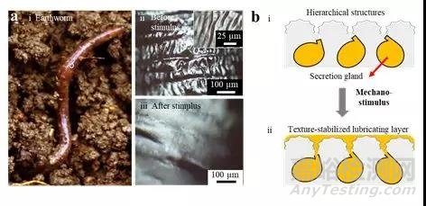 电子科技大学Advanced Materials: 仿蚯蚓润滑涂层：自调制减助、抗磨和抗污