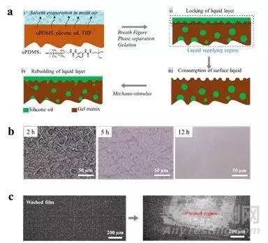 电子科技大学Advanced Materials: 仿蚯蚓润滑涂层：自调制减助、抗磨和抗污