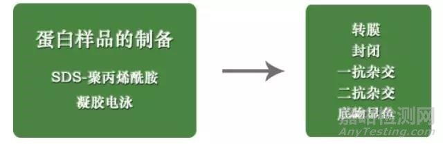 Western blot 实验技术及常见问题分析