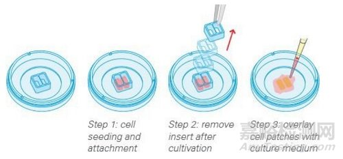 细胞划痕实验新方法详解