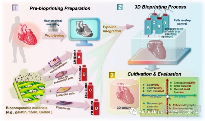 3D生物打印技术在心脏组织工程和再生研究中的前沿应用