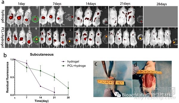 3D生物打印仿生半月板支架应用于组织工程领域