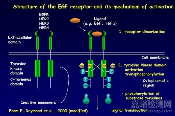 EGFR靶点药物临床研究进展及伴随诊断解决方案