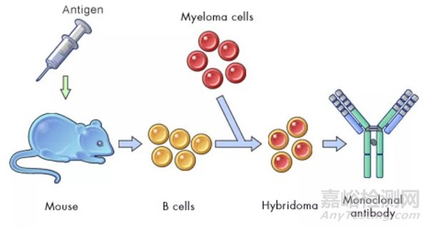 关于单克隆抗体药物的10个答疑解惑