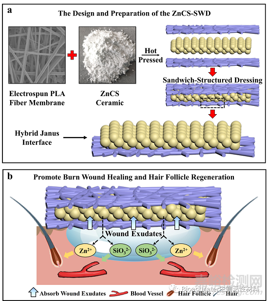 一种可吸收渗出液的Zn-Si生物陶瓷复合伤口敷料用于皮肤伤烧后的创面修复与毛囊再生