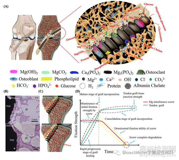 用于前交叉韧带重建的可降解镁基界面螺钉临床转化应用挑战及开发策略