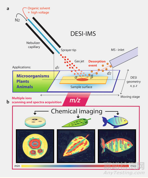 DESI-IMS与MALDI-IMS的区别详解