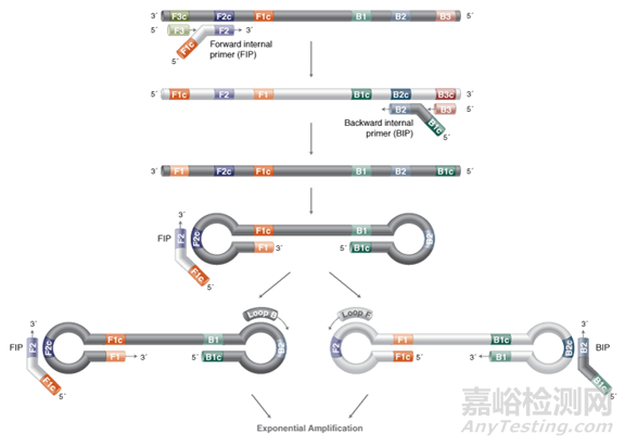 分子诊断技术全解析