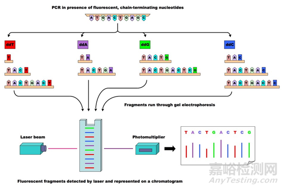 分子诊断技术全解析