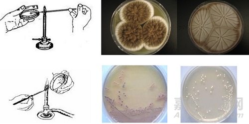 微生物检测的接种、培养、分离纯化、鉴定和保存