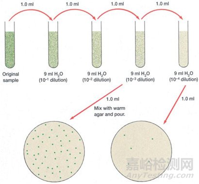 微生物检测的接种,培养,分离纯化,鉴定和保存