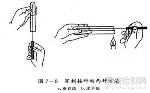 微生物检测的接种、培养、分离纯化、鉴定和保存