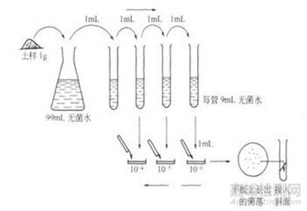 微生物检测的接种、培养、分离纯化、鉴定和保存