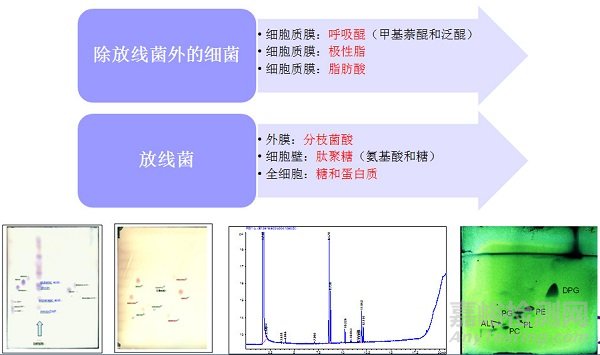 微生物检测的接种、培养、分离纯化、鉴定和保存