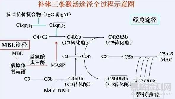 医疗器械补体激活试验简介