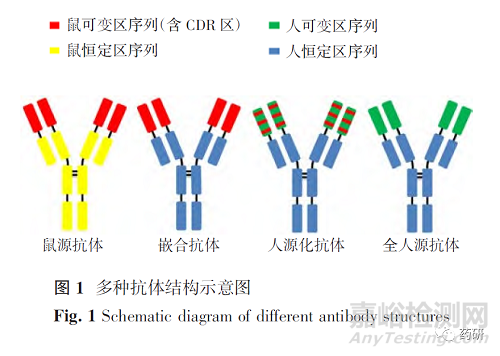 人源化单克隆抗体的研究进展