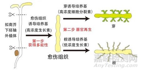 愈伤组织能再生器官研究获进展