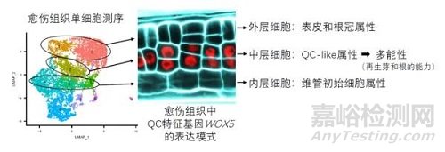 愈伤组织能再生器官研究获进展