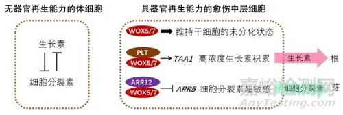 愈伤组织能再生器官研究获进展