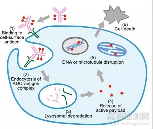 抗体偶联药物的生物分析策略