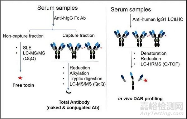 抗体偶联药物的生物分析策略