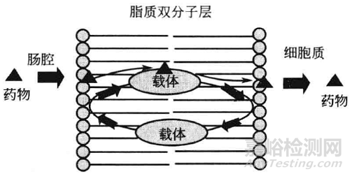 影响口服药物吸收的因素和吸收途径