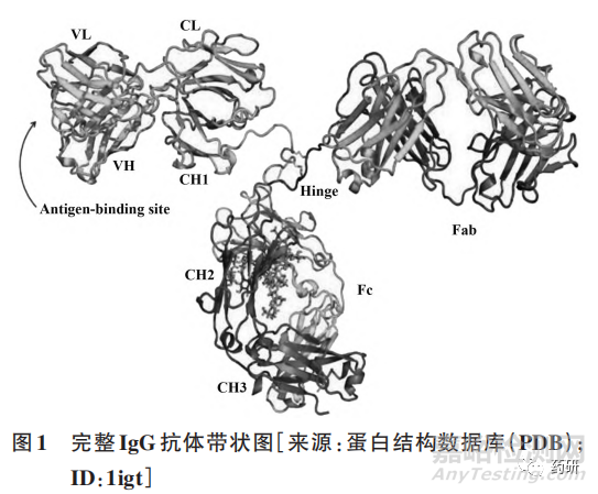 单克隆抗体药物稳定性影响因素及优化策略