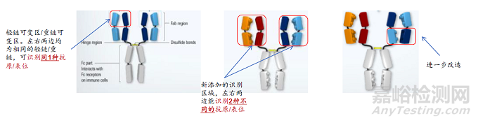 1+1＞2，双特异性抗体的最新研究进展