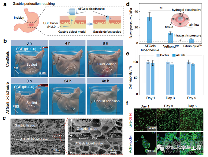 可用于胃穿孔修复的极强耐酸性水凝胶生物粘附剂