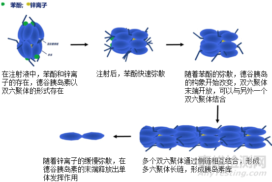 胰岛素药物作用机制-以门冬胰岛素和德谷胰岛素为例