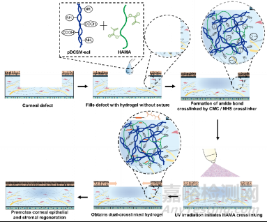 长期无缝合修复角膜缺损取得新进展