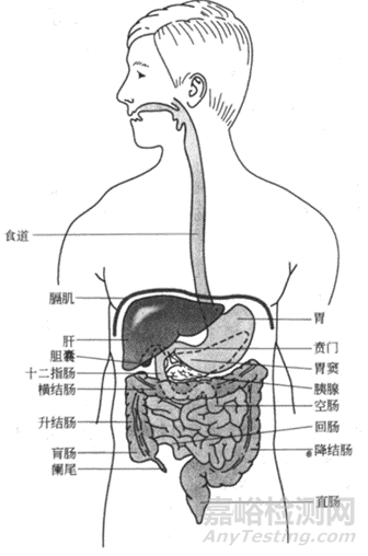 固体制剂开发体内吸收第一险关之胃与药物吸收