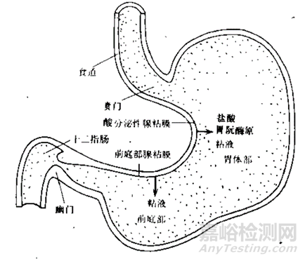 固体制剂开发体内吸收第一险关之胃与药物吸收