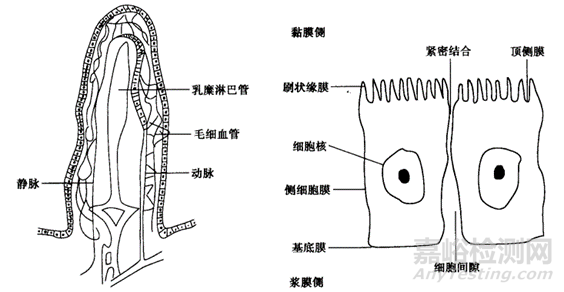 口服固体制剂体内吸收之绝佳之地-小肠