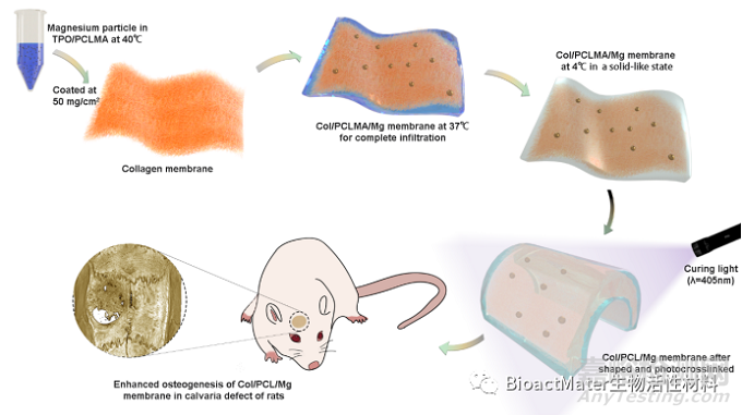 光固化Col/PCL/Mg复合引导骨再生膜的时空维持性能和成骨性能研究