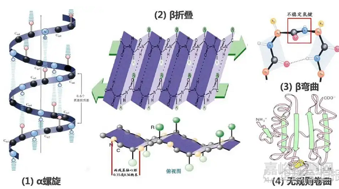 蛋白药物的分析评价方法