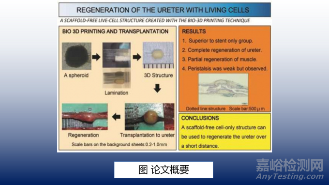 用于输尿管再生的3D打印活细胞结构