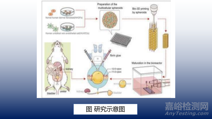 用于输尿管再生的3D打印活细胞结构