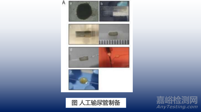 用于输尿管再生的3D打印活细胞结构