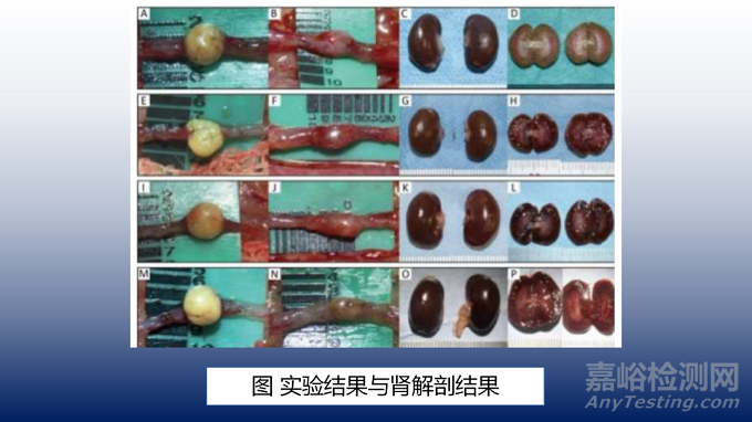 用于输尿管再生的3D打印活细胞结构