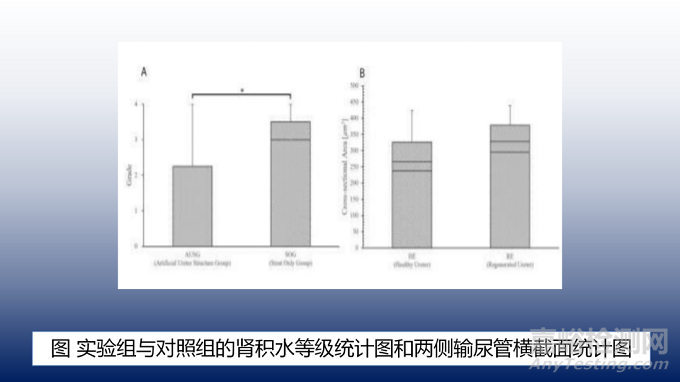 用于输尿管再生的3D打印活细胞结构