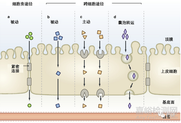 N-甲基化在多肽药物分子设计与口服制剂开发中的作用