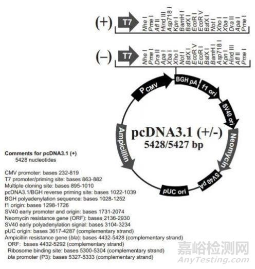 重组人源化胶原蛋白原材料评价指导原则征求意见（附全文）